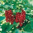 Смородина красная Газель Смородина красная Газель