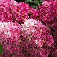 Гортензия метельчатая Fraise Melba