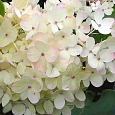 Гортензия метельчатая Harry Souvenir