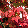Клен красный Brandywine