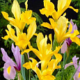 Ирис голландский Golden Beauty Ирис голландский Golden Beauty