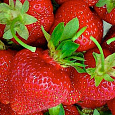 Земляника садовая Белруби Земляника садовая Белруби