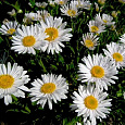 Астра альпийская Белая