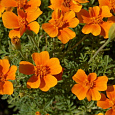 Бархатцы тонколистные Оранжевый самоцвет Бархатцы тонколистные Оранжевый самоцвет
