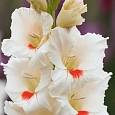 Гладиолус Messina