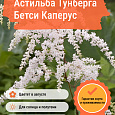 Астильба Тунберга Бетси Каперус