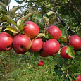 Яблоня  Красная Москва