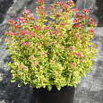 Душица (Орегано) Variegata