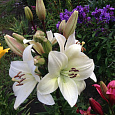 Лилия ла-гибрид Ричмонд