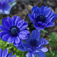 Анемона корончатая махровая Блу Анемона корончатая махровая Блу