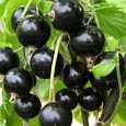 Смородина черная Черный Аист Смородина черная Черный Аист