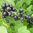 Смородина черная Подарок Кузиору Смородина черная Подарок Кузиору