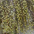 Ива козья Pendula