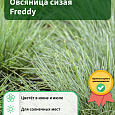 Овсяница сизая Freddy