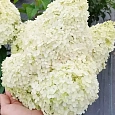 Гортензия метельчатая Little Alf