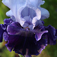 Ирис германский Lovely Again Ирис германский Lovely Again