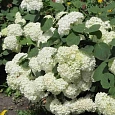 Гортензия древовидная Sterilis