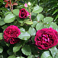 Шток-роза Блекберри