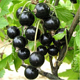 Смородина черная Черный Аист Смородина черная Черный Аист