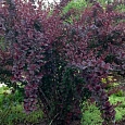 Барбарис оттавский Superba