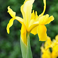 Ирис голландский Golden Beauty Ирис голландский Golden Beauty