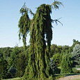 Ель обыкновеннаяPendula Major