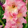 Гладиолус Priscilla