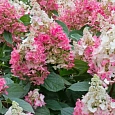 Гортензия метельчатая Pinky Winky