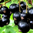 Смородина черная Лама Смородина черная Лама