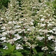 Гортензия метельчатая  Tardiva