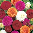 Георгина помпонная Смесь окрасок