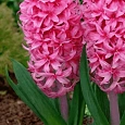 Гиацинт Pink Pearl