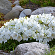 Колокольчик (Кампанула) карпатский White Clips