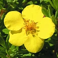 Лапчатка кустарниковая Goldstar