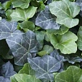 Плющ обыкновенный Thorndale