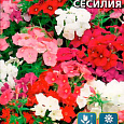 Флокс друммонда Сесилия Флокс друммонда Сесилия