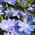 Клематис гибридный Blue Pillar