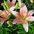 Лилия ЛА-гибрид Шугар Диамонд