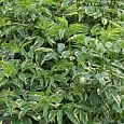 Бузина черная Variegata