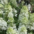 Гортензия метельчатая Great Escape
