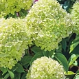 Гортензия метельчатая Mojito