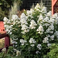 Гортензия метельчатая White Lady