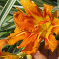 Лилейник гибридный Fulva Kwanso variegata