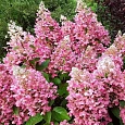 Гортензия метельчатая Pink Lady