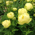 Купальница гибридная Alabaster