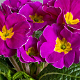 Примула Орион Виолет