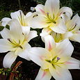 Лилия ОТ-гибрид Ормея