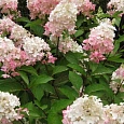 Гортензия метельчатая Pink Lady