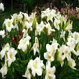 Лилейник Arctic Snow