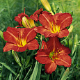 Лилейник гибридный Ред Рам